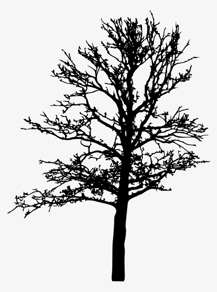18 Bare Tree Silhouette Png Transparent Vol 2 Onlygfxcom - Portable Network Graphics, transparent png #785871