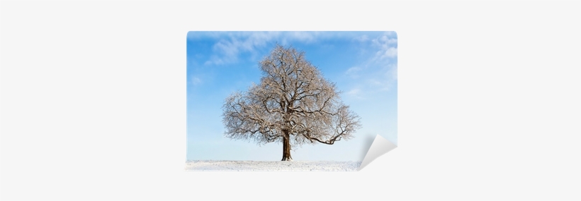 Oak, transparent png #786587