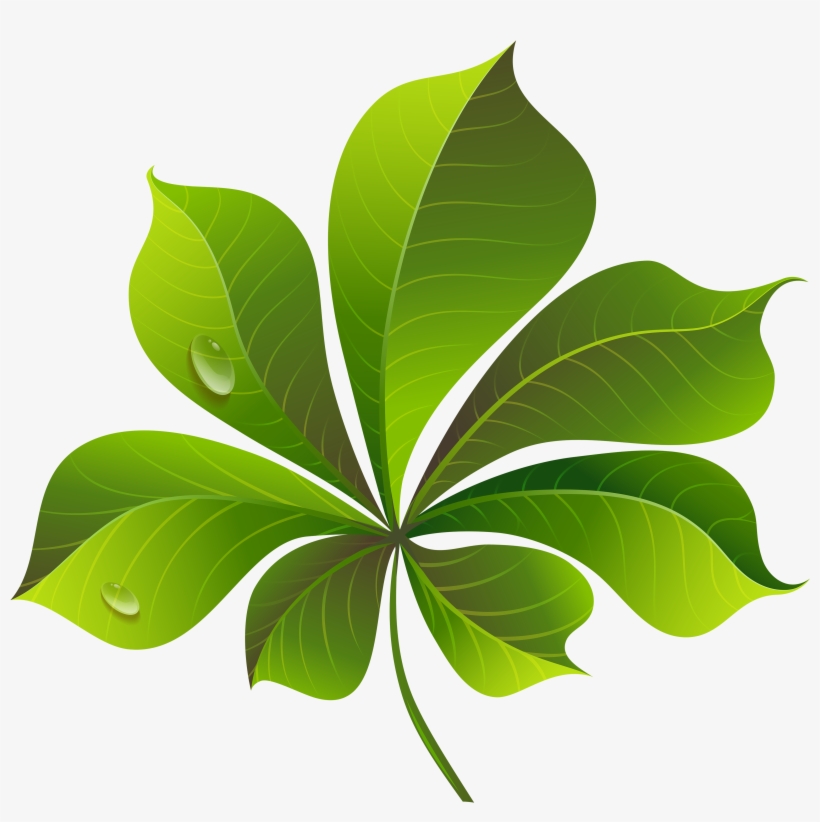 Green Leaf Png, transparent png #787313