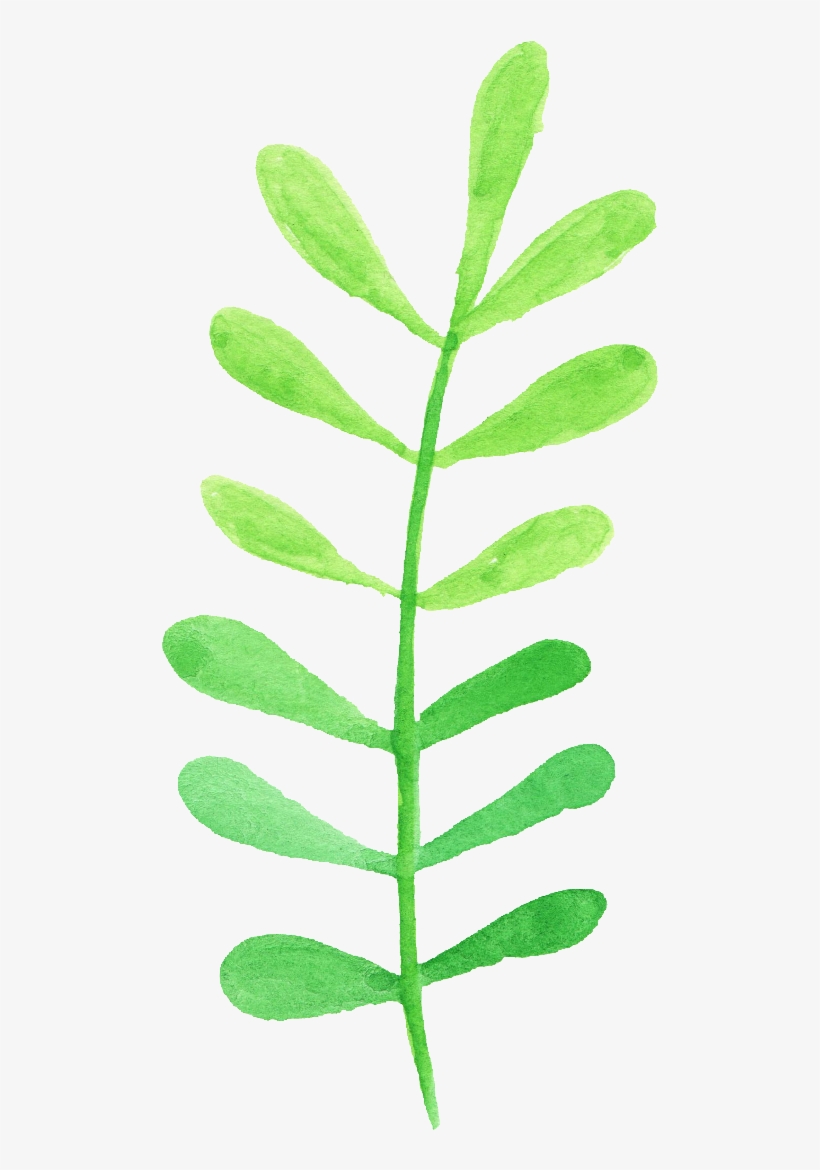 Free Download - Erythroxylaceae, transparent png #787315