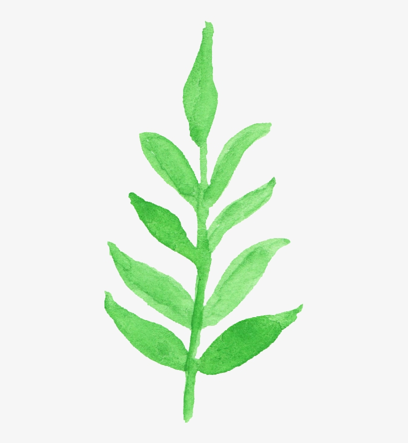 Free Download - Watercolor Leaf Transparent, transparent png #787600