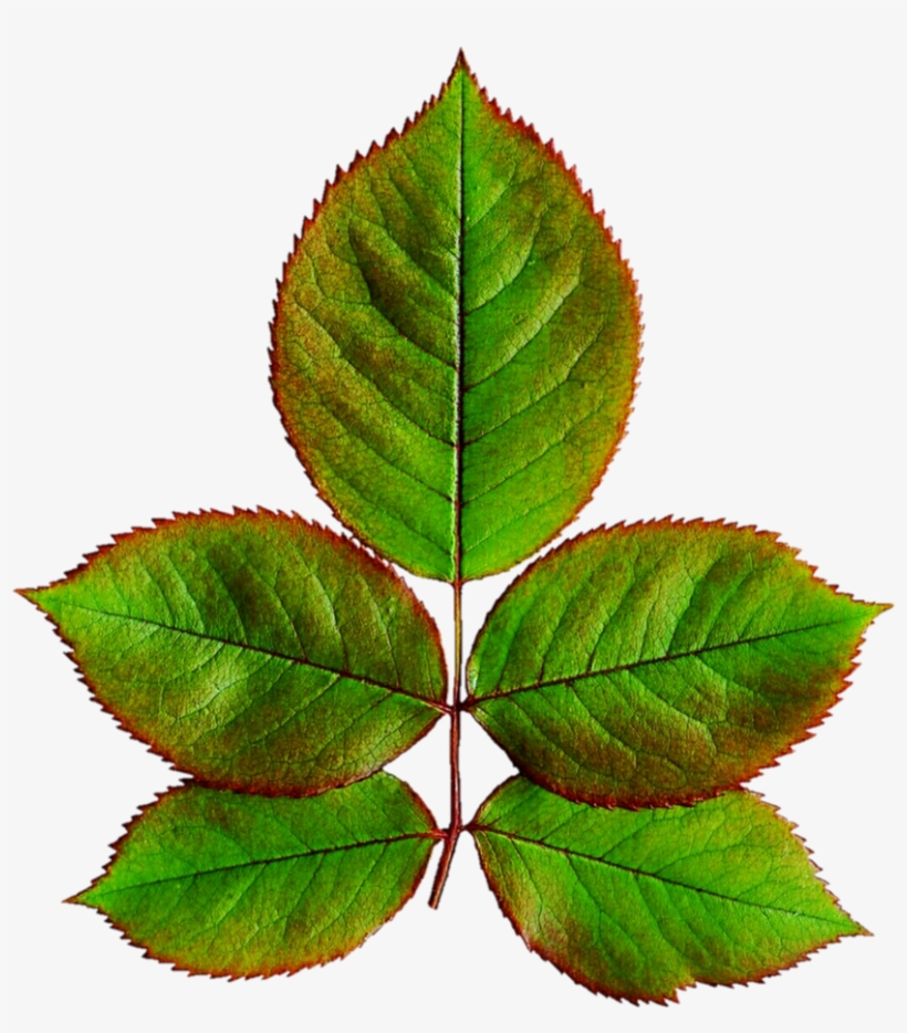 Rose Leaves Png Library - Leaves Of Rose Plant, transparent png #788107