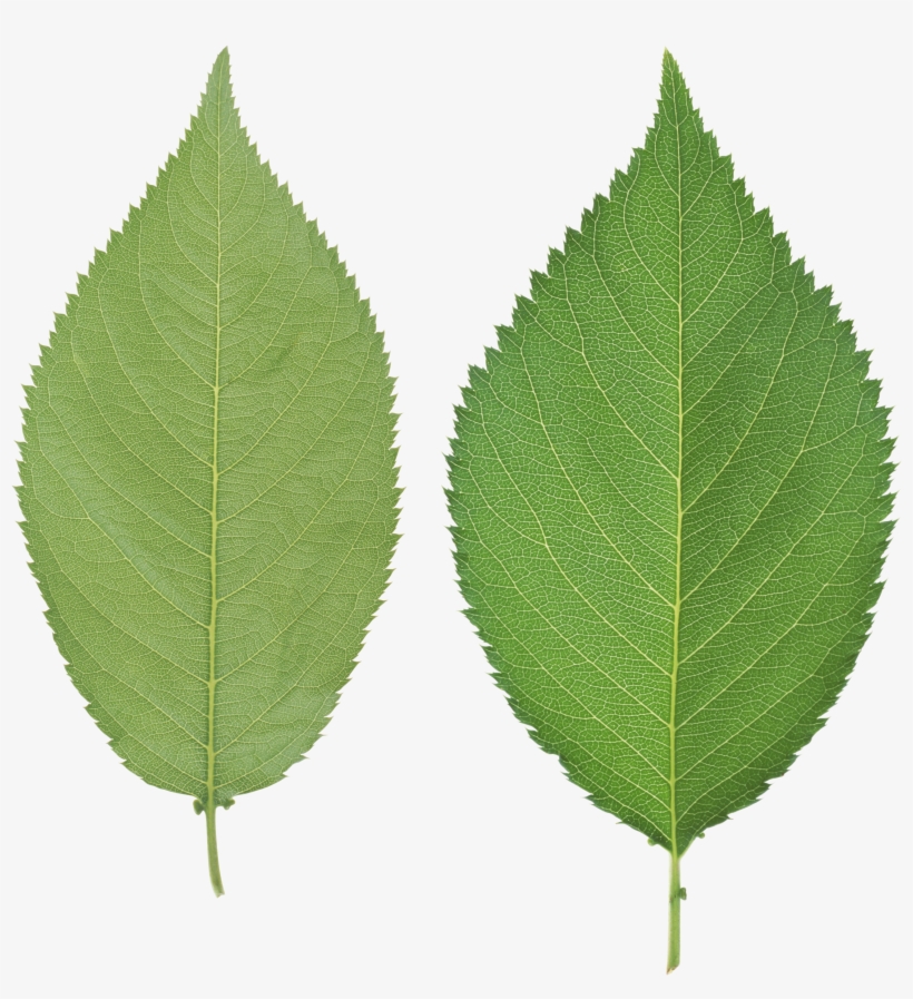 Green Leaves Png Image - Green Leaf No Background, transparent png #788356