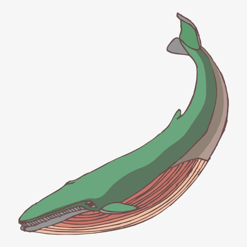 Download Baby Whale Clip Art Free Clipart Images Whale Clipart Free Transparent Png Download Pngkey
