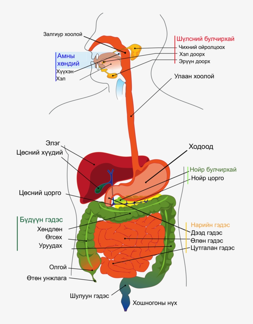 Digestive System Diagram Mn - Colourful Picture Of Digestive System, transparent png #788824