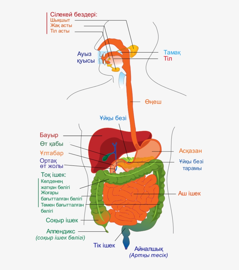 Digestive System Diagram Kk - Colour Of Digestive System, transparent png #788867