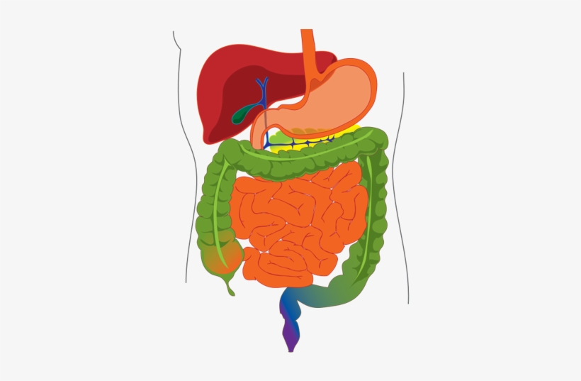 Digestive System Information Sheets By Adamf13 - Digestive System Diagram Png, transparent png #788889