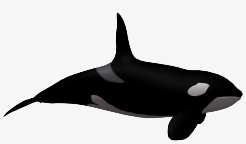 Killer Whale Clipart White Background - Killer Whale No Background, transparent png #788934