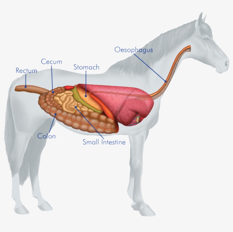 Horses Digestive System - Esophagus Of A Horse, transparent png #788978