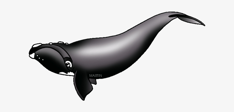 United States Clip Art By Phillip Martin - Ga State Marine Mammal, transparent png #788980