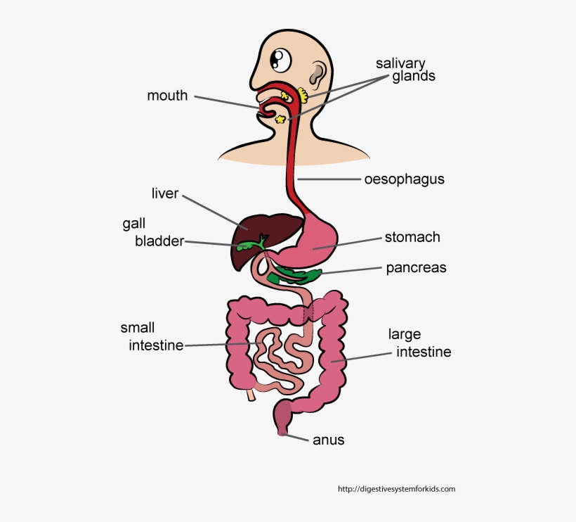 Digestive System For Kids - Digestive System Activities For Elementary Students, transparent png #789127