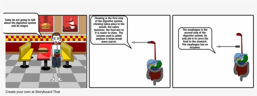 Digestive System - Human Digestive System, transparent png #789203