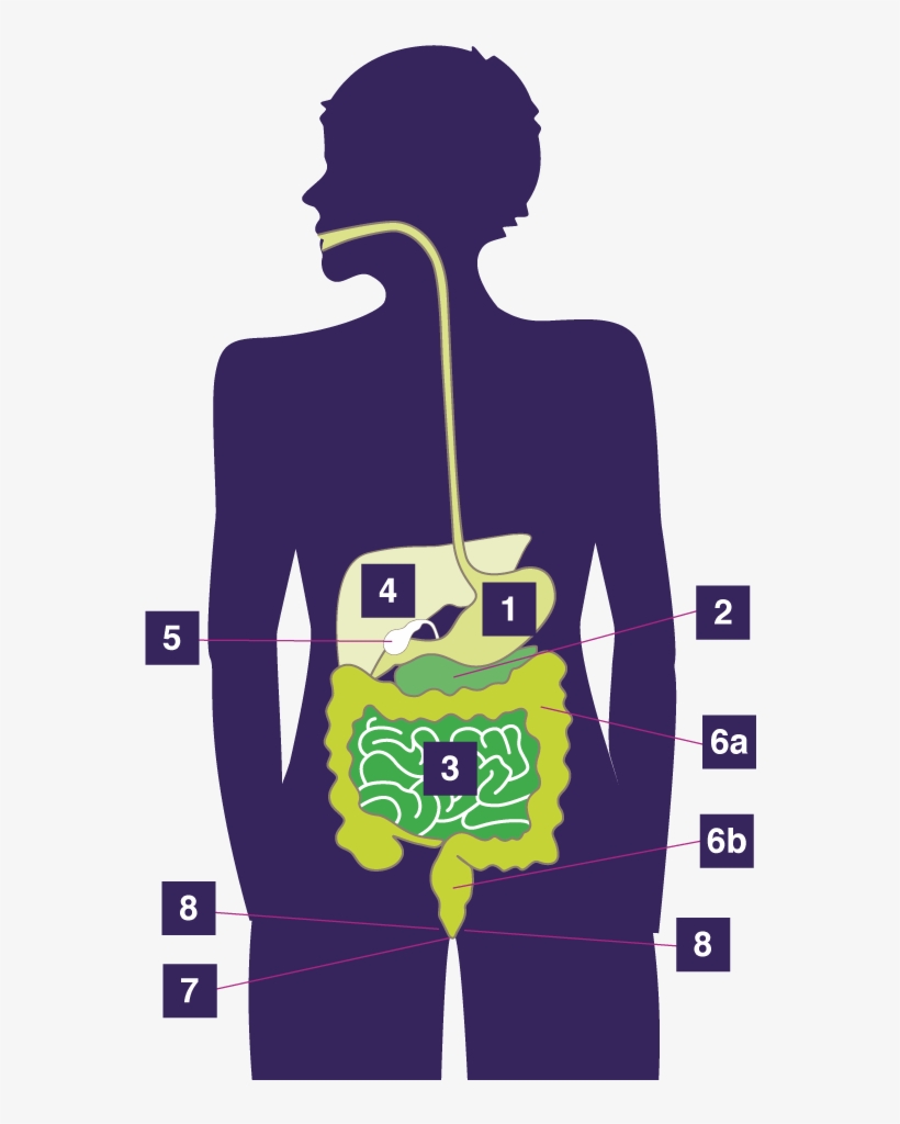 Anatomy Digestive System - Waste Is Stored Before It Leave The Body, transparent png #789237