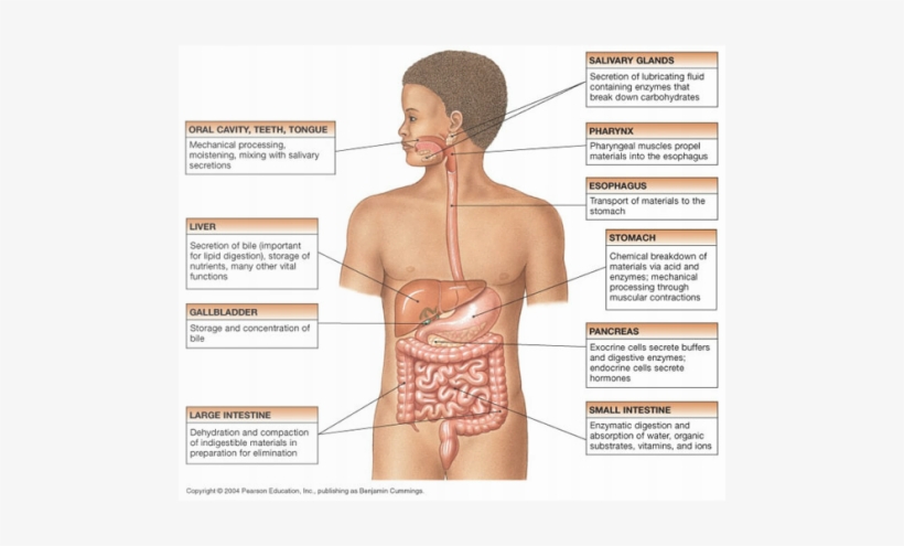 Digestive System Function, transparent png #789255