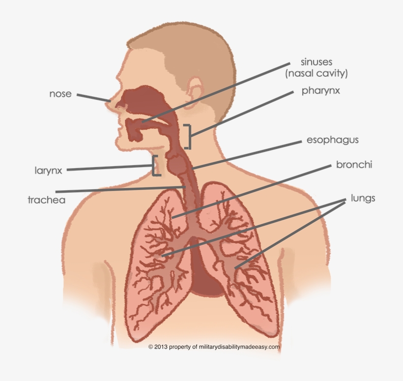 Respiratory System 1 - Does Each Part Of The Bunch Lation, transparent png #789365