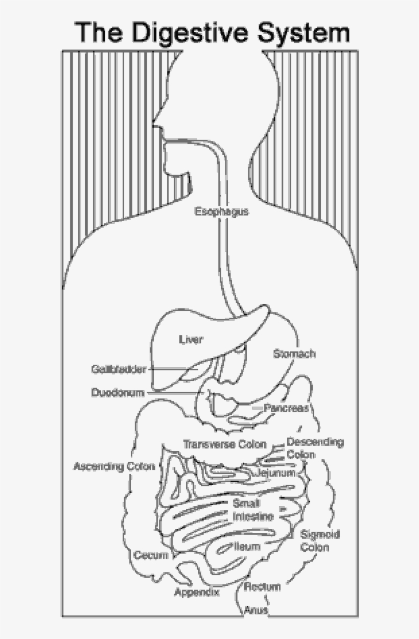 Belly Drawing Digestive System - Digestive System Diagram, transparent png #789415