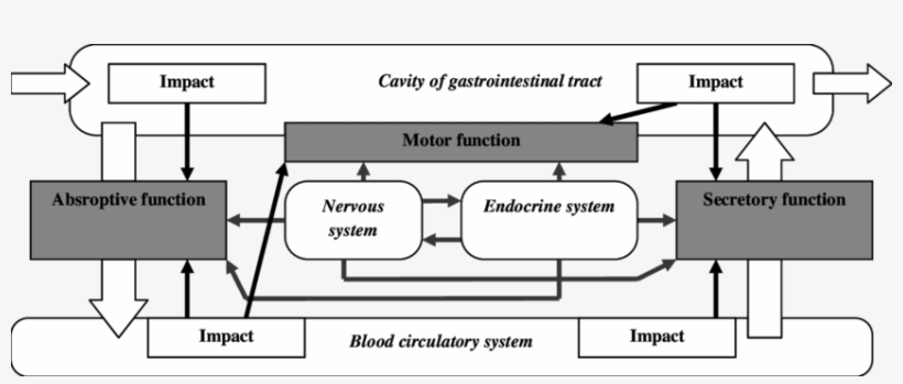 Functions Of Digestive System - Diagram, transparent png #789442