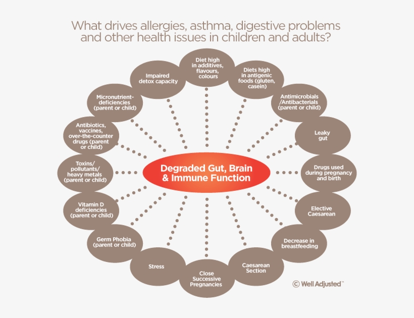 Risk Factors That Default Immune System - Interconnection Of Body Systems, transparent png #789547