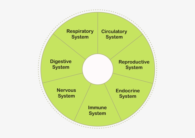 Health Benefits - Ontario Ginseng Growers Assn, transparent png #789632