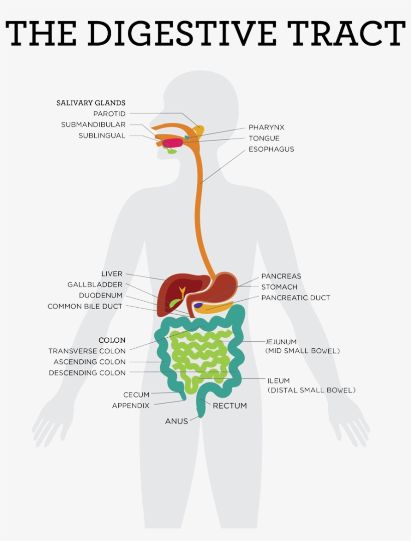 Sugar - Enzymes Maltase Sucrase And Lactase Produced, transparent png #789692