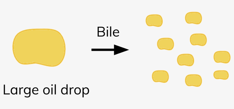 Bile Breaks Up Fats Into Tiny Droplets, Through A Process - Circle, transparent png #789796