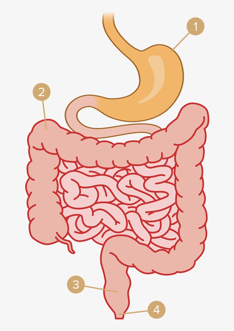 Gas Clipart Digestive System - Muscle, transparent png #789823