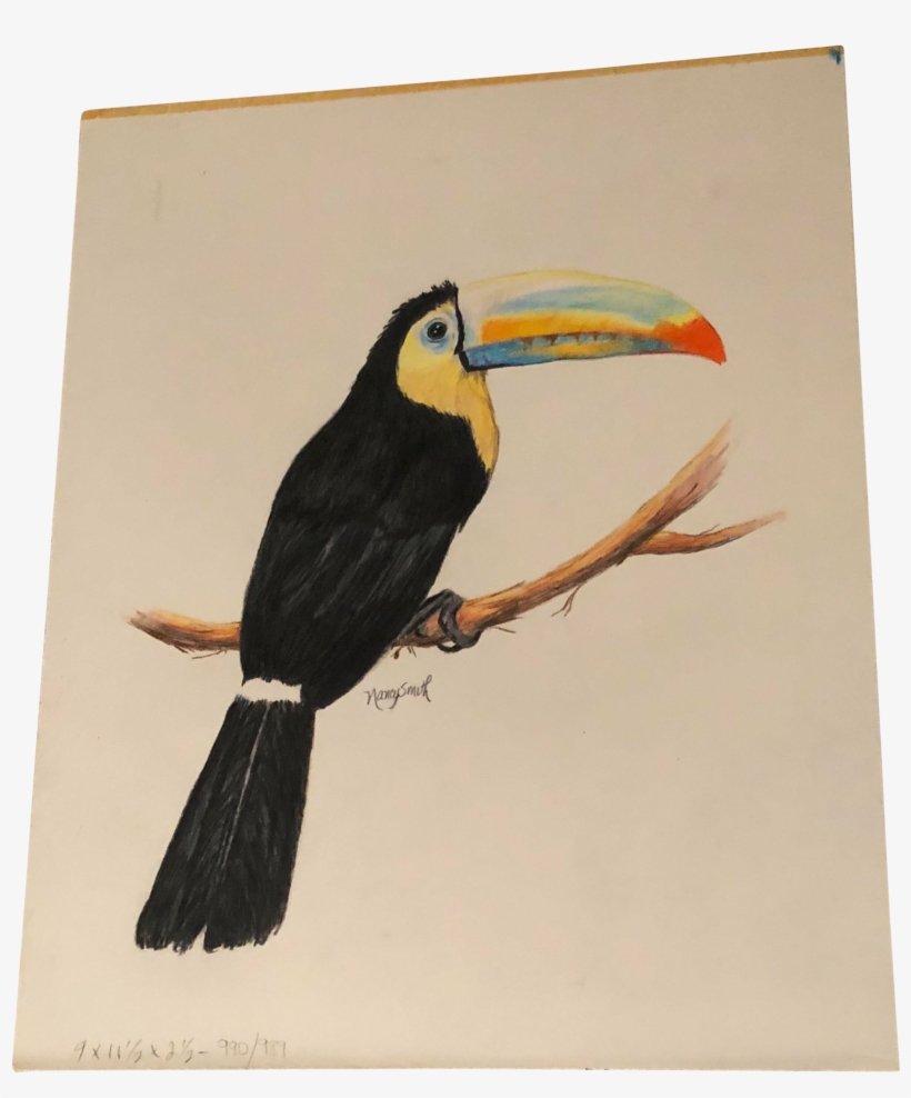 Original Colored Pencil Drawing Of A Toucan By Nancy - Toucan, transparent png #7800257