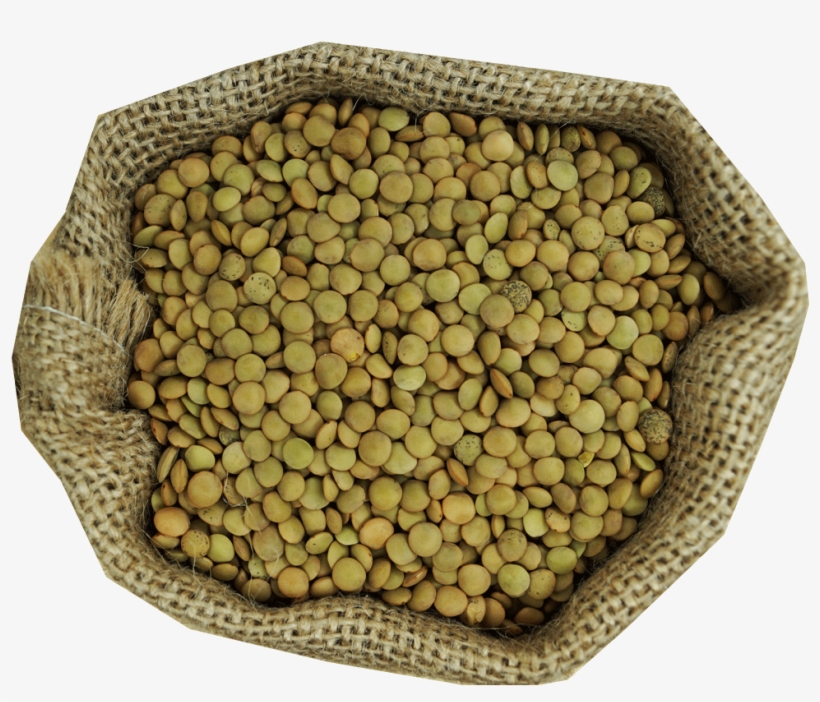 Llentia Pardina - Pulse, transparent png #7800665