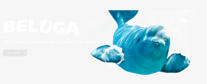 Beluga<br />lotte World Aquarium, Impression Beyond - Underwater, transparent png #7801659