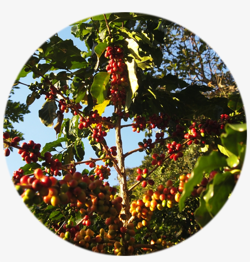 Rodríguez De Mendoza Amazonas - Rodriguez De Mendoza Amazonas, transparent png #7802251