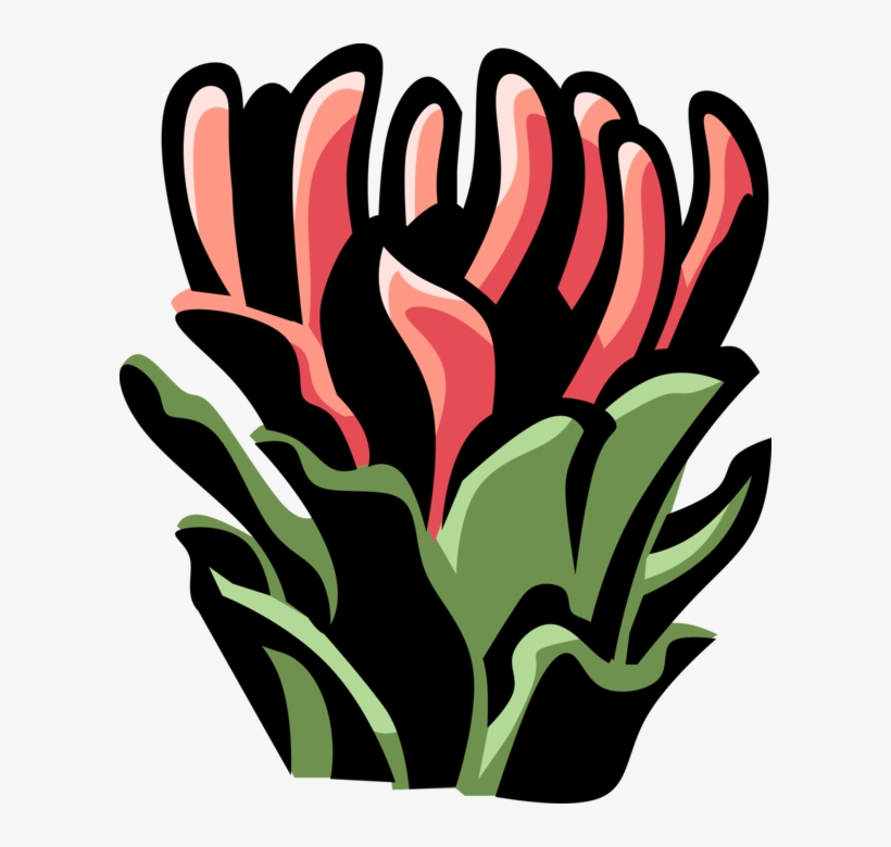 Vector Illustration Of Protea Botanical Horticulture, transparent png #7802984