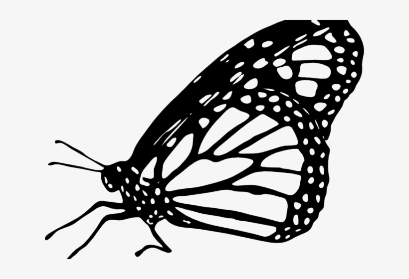 Monarch Butterfly Clipart Outline - Monarch Butterfly Clipart Black And White, transparent png #7804875