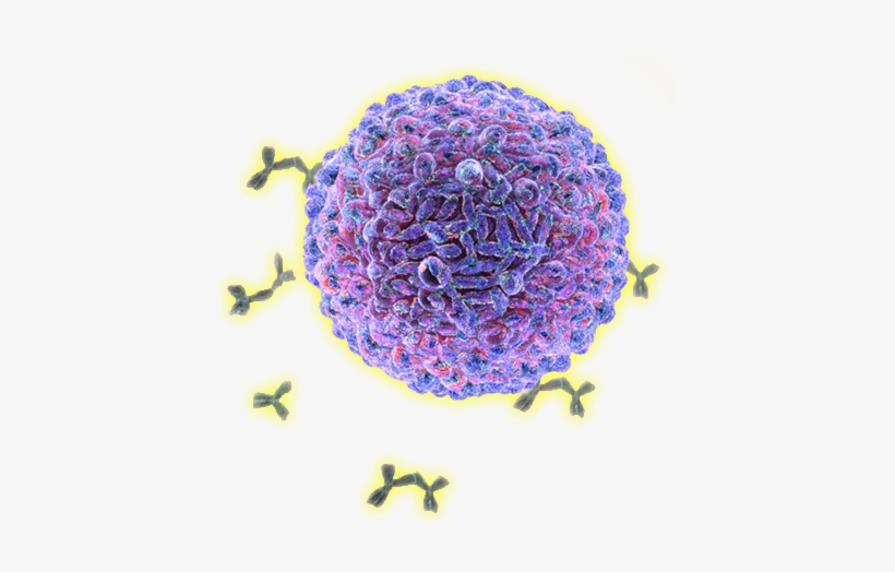Immune Cells, transparent png #7807253