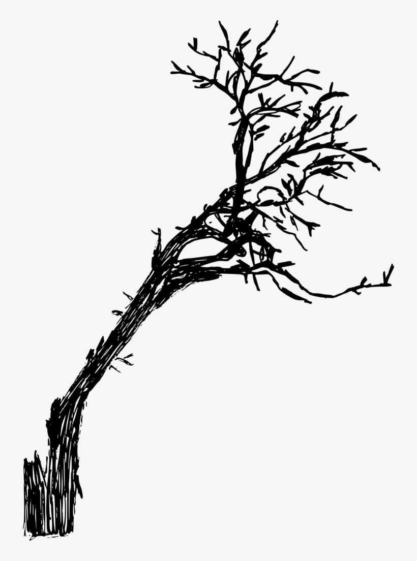 730 X 1024 3 - Twig, transparent png #7809584