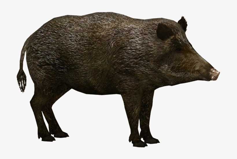 Boar Png, transparent png #7811630