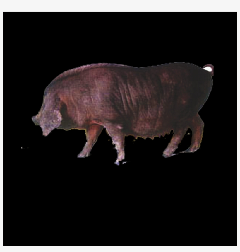 Free Boar Pngs - Darkness, transparent png #7811953