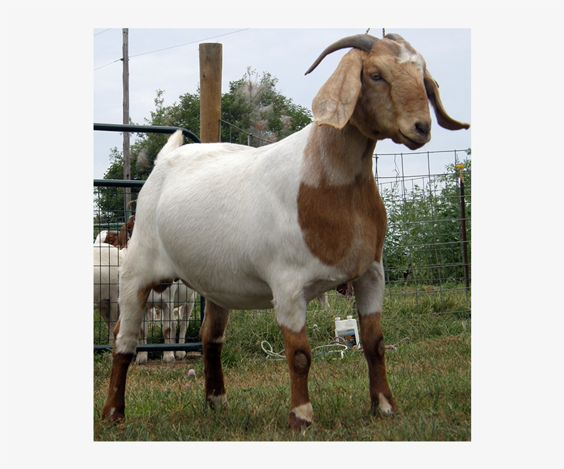 Earning From Goat Farming - Best Goat, transparent png #7813884