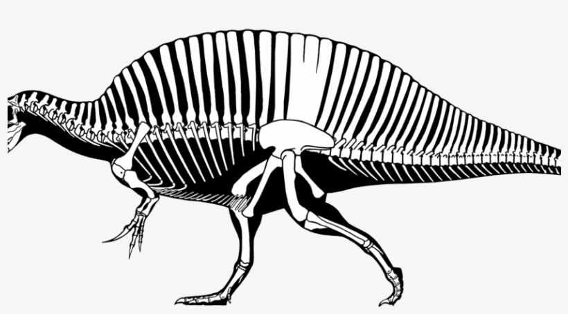 Tyrannosaurus Rex Spinosaurus Aegyptiacus - Suchomimus Vs T Rex Size, transparent png #7818150