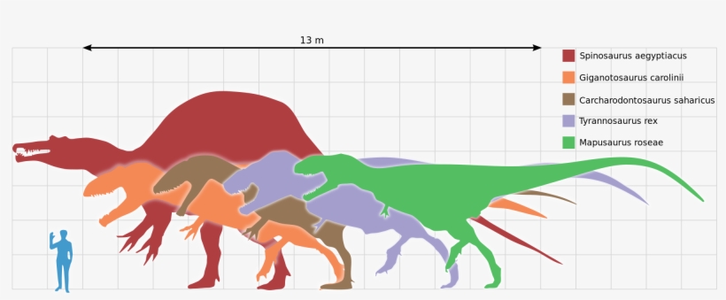 Kem Kem Morocco Spinosaurus Size Next To Human - Carcharodontosaurus Vs T Rex Size, transparent png #7818483