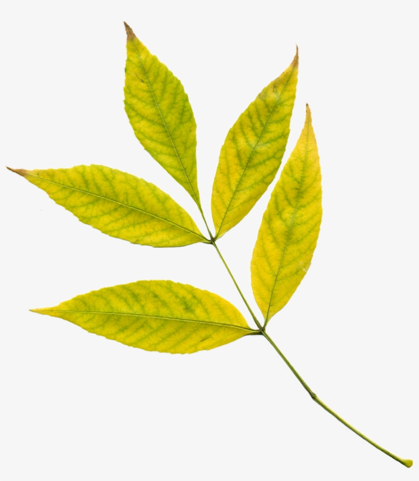 Autumn,leaves,yellow Leaves,yellow,autumn Leaf,plant,clipart, - Photosynthesis Leaf Png, transparent png #7821712