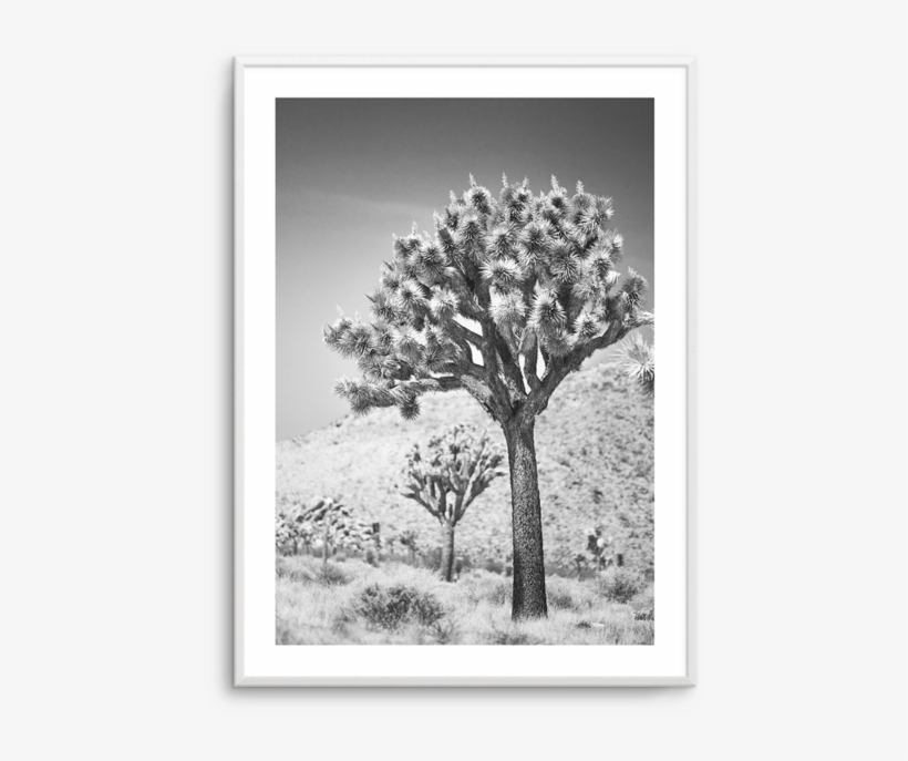 Joshua Tree Picture Frame Free Transparent PNG Download PNGkey