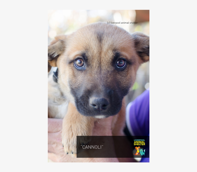 Photo Of Cannoli - Companion Dog, transparent png #7826153