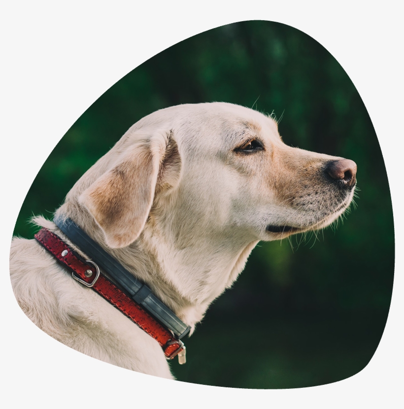 Contact Us - Dog, transparent png #7826156