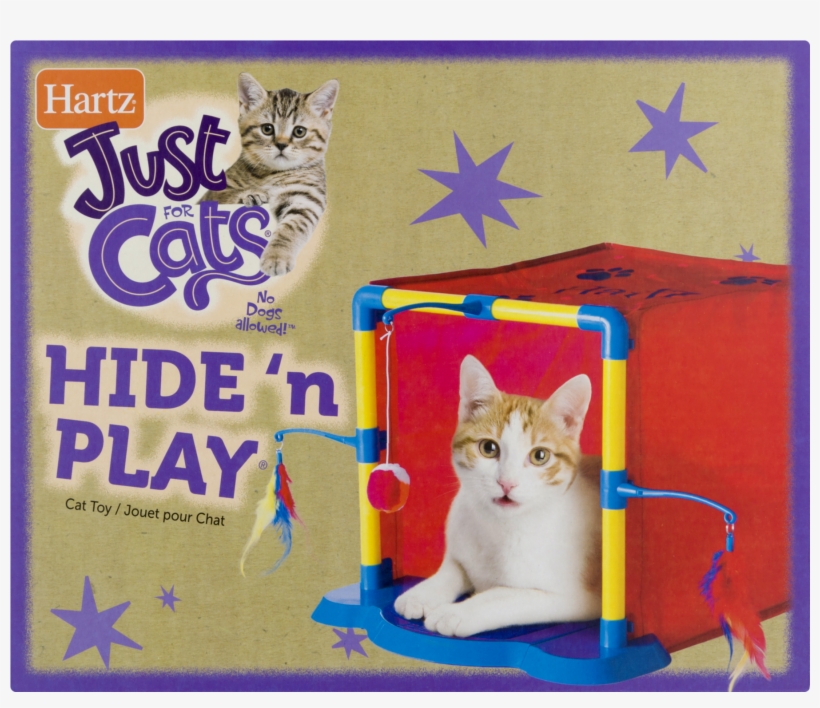 Domestic Short-haired Cat, transparent png #7826365