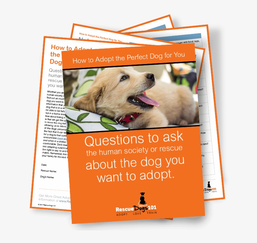 Asking All The Right Questions When Adopting A Dog, - Companion Dog, transparent png #7826478