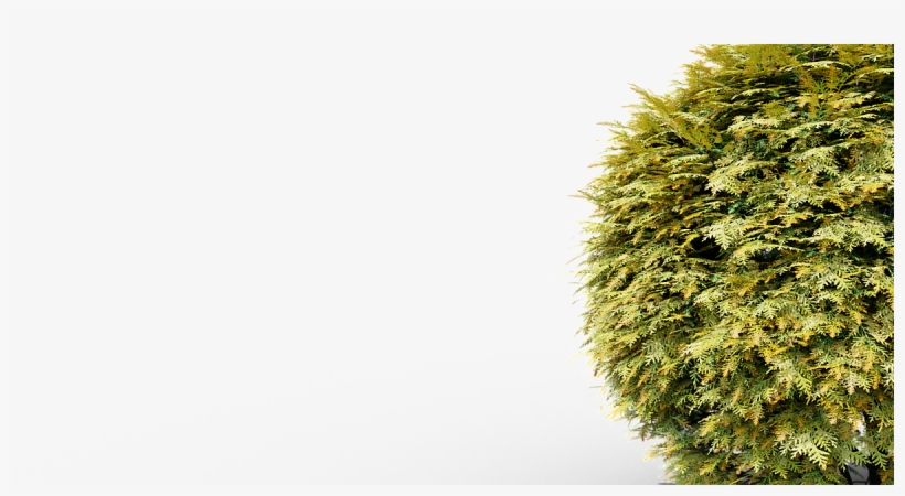 Thuja Golden Globe Bush - Thuya, transparent png #7826941
