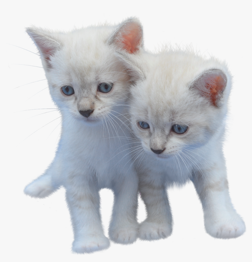 Cat, Isolated, Cut Out, Kitten, White, Pet, Animal - Cat, transparent png #7828902