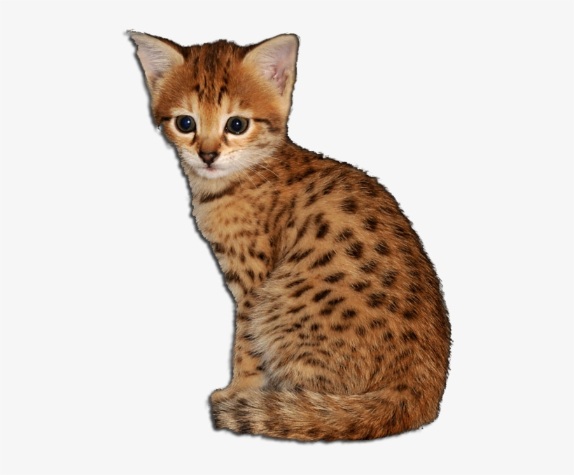 Coco - Savannah, transparent png #7829036