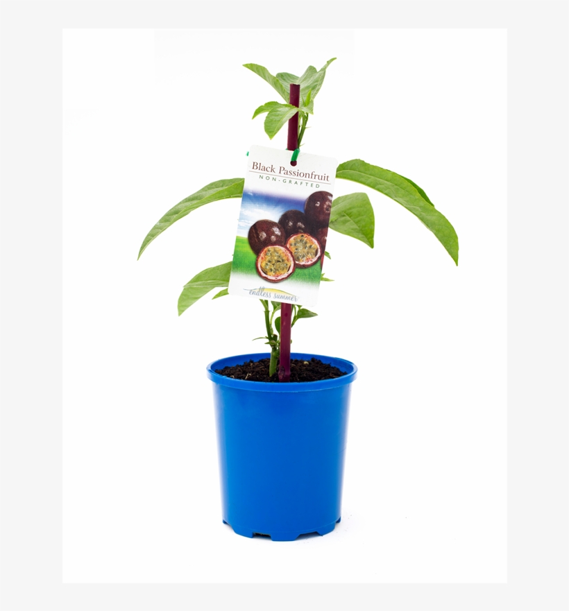 Passion Fruit Plant Bunnings Free Transparent PNG Download PNGkey