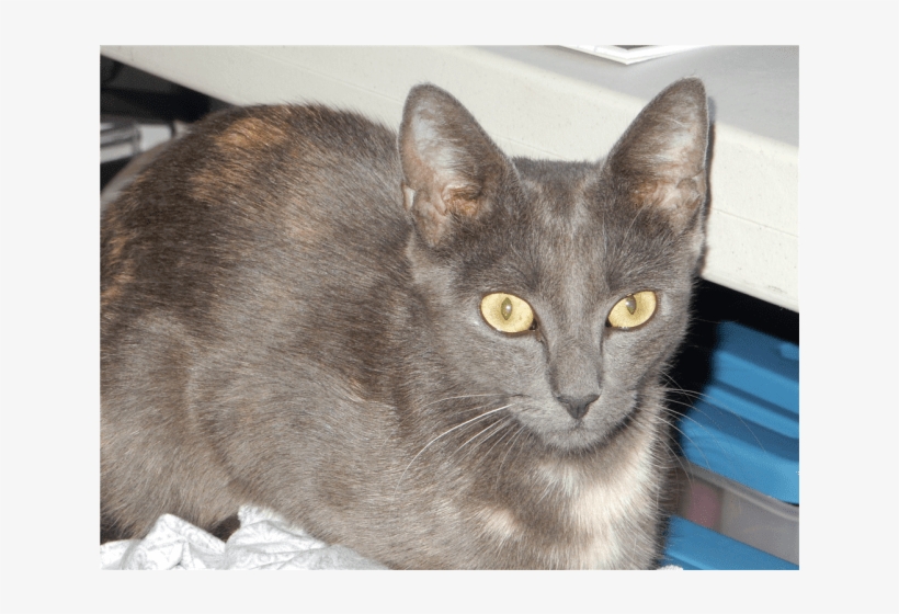 Photo Of Lorde - Domestic Short-haired Cat, transparent png #7830583